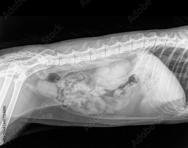Fototapeta Digital X-ray (röntgen photo) of the abdomen of a healthy cat. Veterinary Clinic. Isolated on black