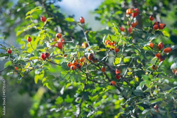 Fototapeta Wild rose hips in the mountains against the background of greenery and sky