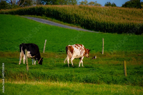 Fototapeta Pretty cows  and the cat in a Quebec farm in the Canadian coutryside