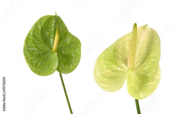 Fototapeta Pair of anthurium flower  on white