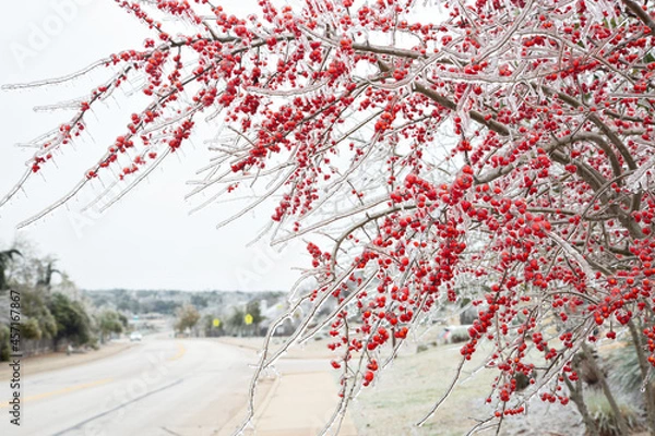 Fototapeta Winter storm in Austin Texas. The branch of a tree with leaves is covered with ice. Icicle on leaves of a tree. Natural disaster