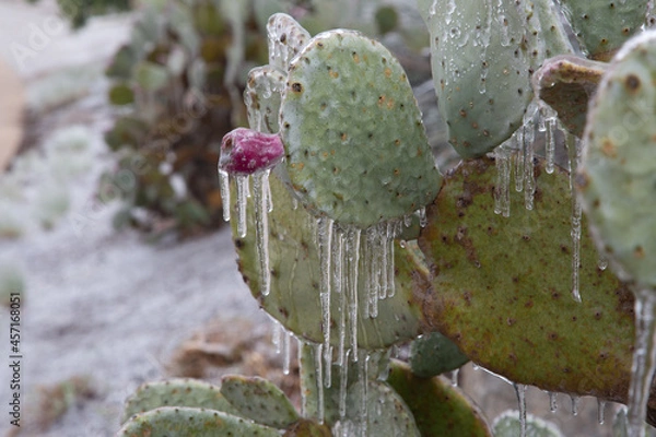 Fototapeta Winter storm in Austin Texas. Cacti in ice. Freezing rain. Winter scene. Natural disaster