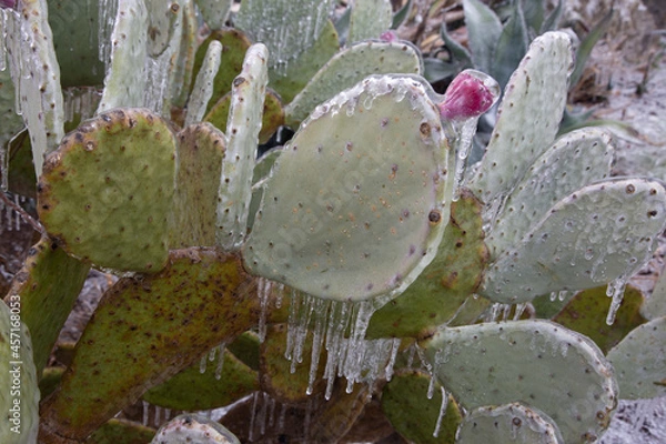 Fototapeta Winter storm in Austin Texas. Cacti in ice. Freezing rain. Winter scene. Natural disaster
