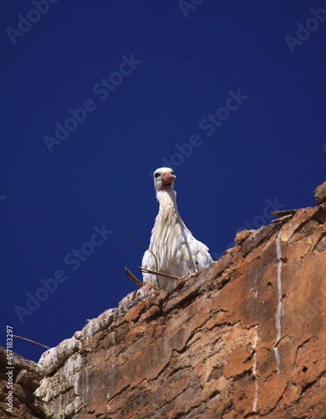 Fototapeta La cicogna