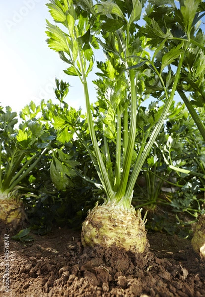 Obraz Roślina selera