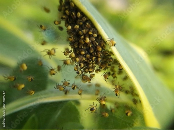 Obraz Baby Garden Spiders