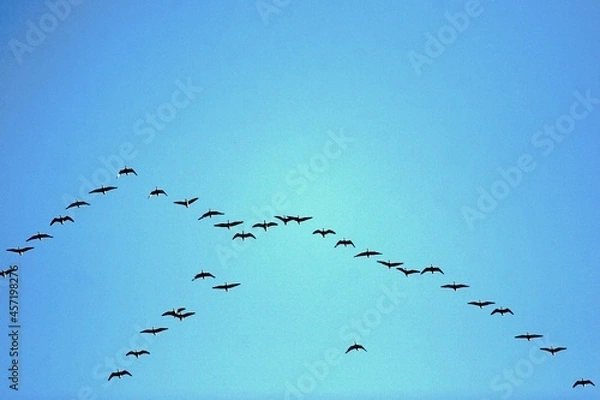 Fototapeta Kranichflug