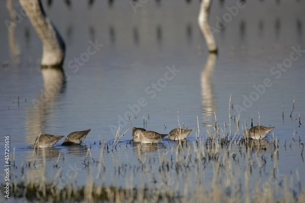 Obraz Birds in the lake