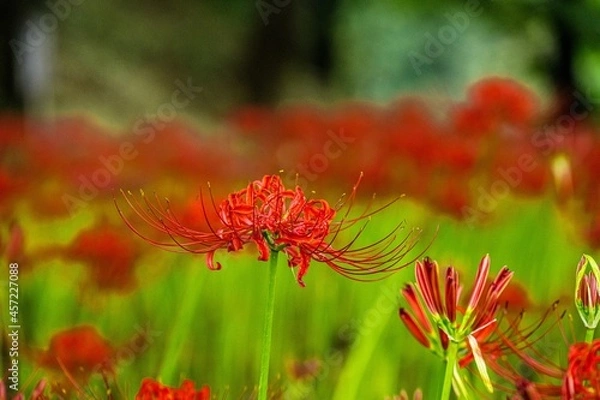 Fototapeta 七ツ森古墳群の彼岸花