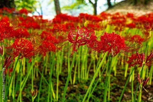 Fototapeta 七ツ森古墳群の彼岸花