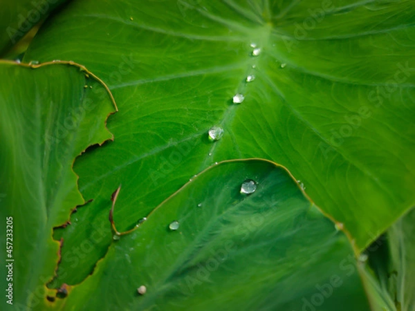 Fototapeta water drops on leaf