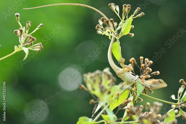 Obraz ลีลาการรอคอย