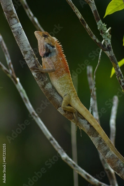 Obraz อาบแดด