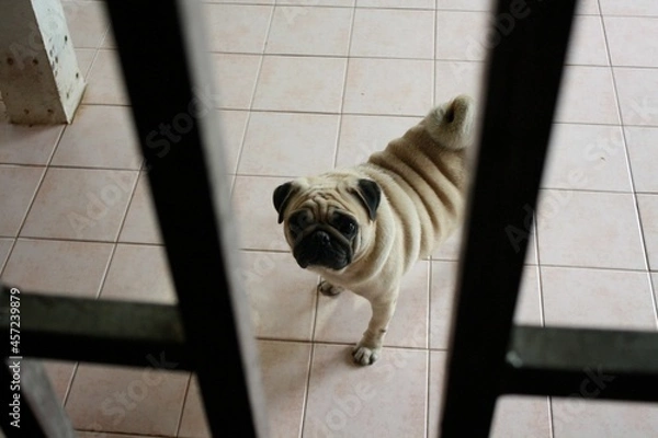 Obraz dog looking at camera