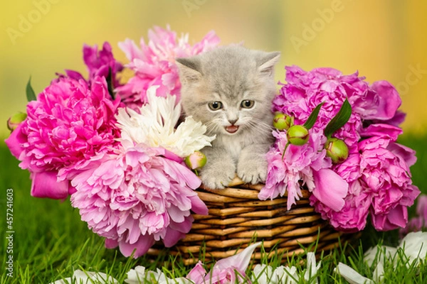 Fototapeta Small gray kitten with bright eyes sitting in a wicker basket with peonies on green grass