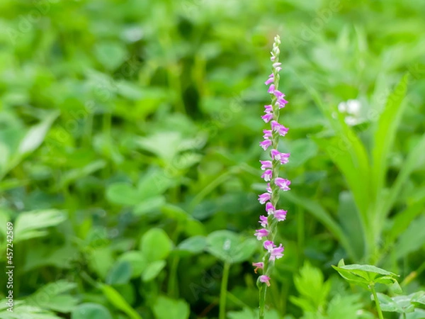 Fototapeta 散歩途中で小さなネジバナ