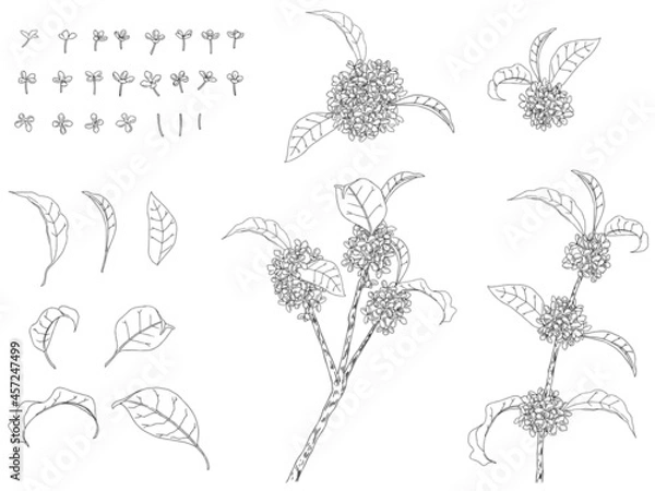 Obraz 金木犀のイラストセット_線画