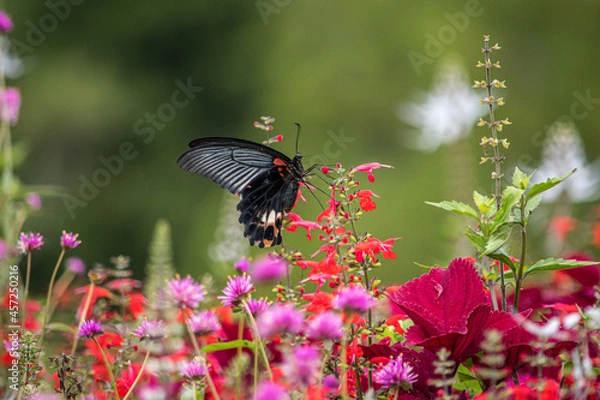 Obraz 群生するチェリーセージには黒いアゲハチョウたちが集まってきます。アゲハチョウたちの自然の楽園。