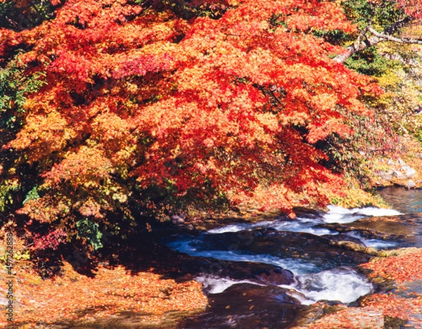 Fototapeta 福島県　南会津町　紅葉したツツジに小川