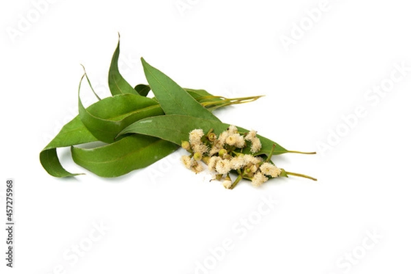 Obraz Eucalyptus leaves and flowers isolated on white background.