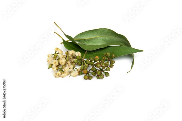 Obraz Eucalyptus leaves and flowers isolated on white background.