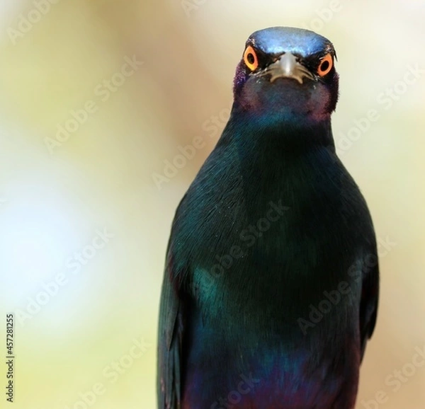 Obraz Oiseau du parc Kruger