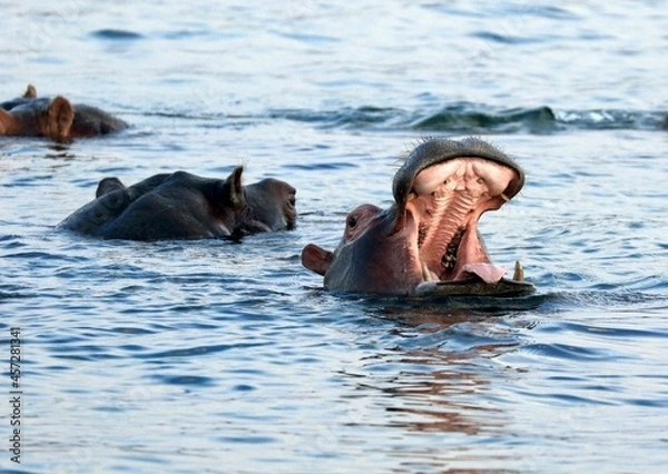 Obraz Hypo d'Afrique du Sud