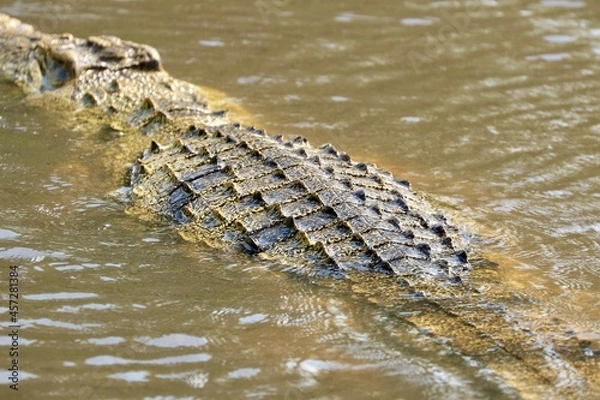 Obraz Crocodile d'Afrique du Sud