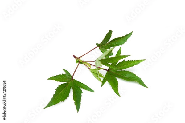 Obraz Hibiscus sabdariffa tree isolated on white background.