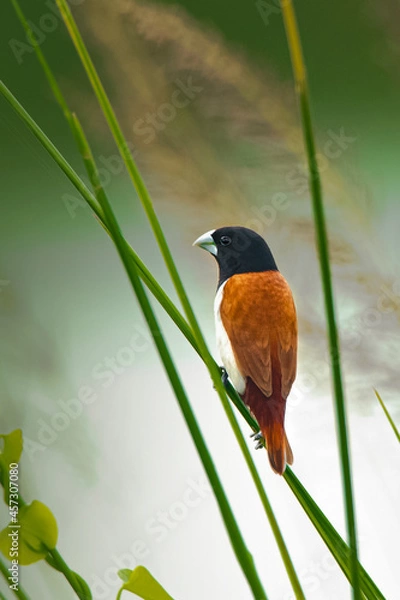 Obraz Tricoloured munia