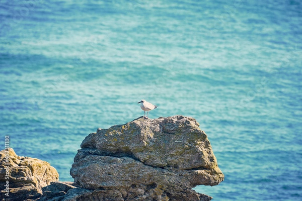 Obraz Mouette