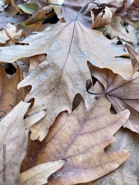 Fototapeta Leaves on the ground