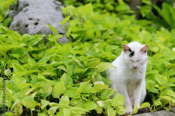 Fototapeta white cat on grass