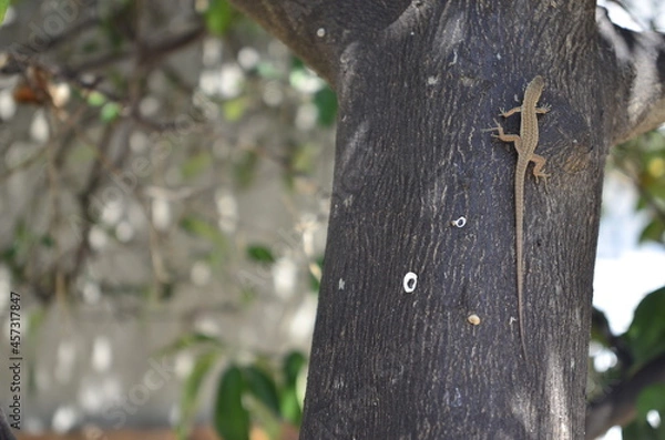 Obraz lizard on tree