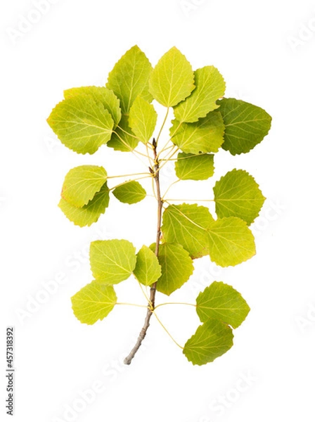 Fototapeta a large aspen branch with many green and yellow leaves with a stem isolated on a white background