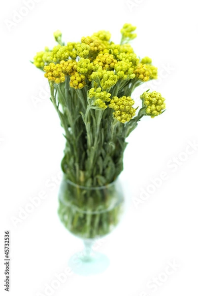 Obraz Immortelle (Helychrysum) isolated on white background