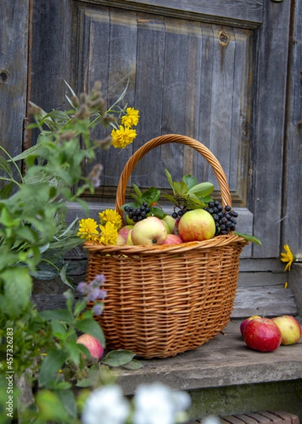 Fototapeta A wicker basket with ruddy apples and a branch of black aronia on a wooden porch surrounded by flowers.