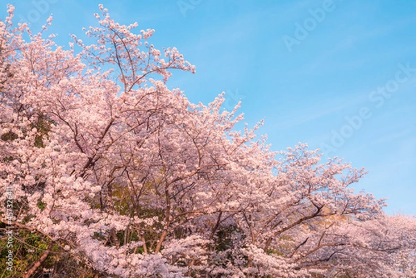 Obraz 千里北公園の桜　　【桜　風景】