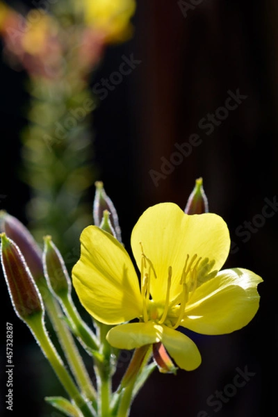 Fototapeta Yellow glowing blossom of evening primrose in front of dark background