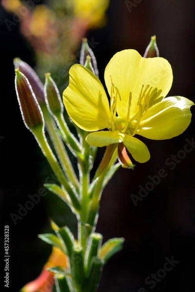 Fototapeta Yellow glowing blossom of evening primrose in front of dark background