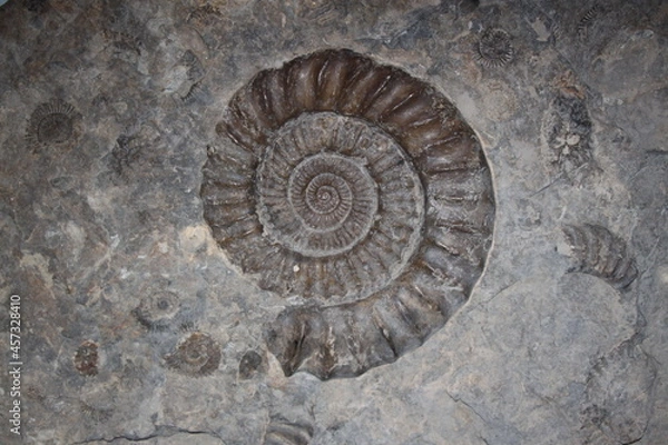 Obraz spiral ammonit fossil