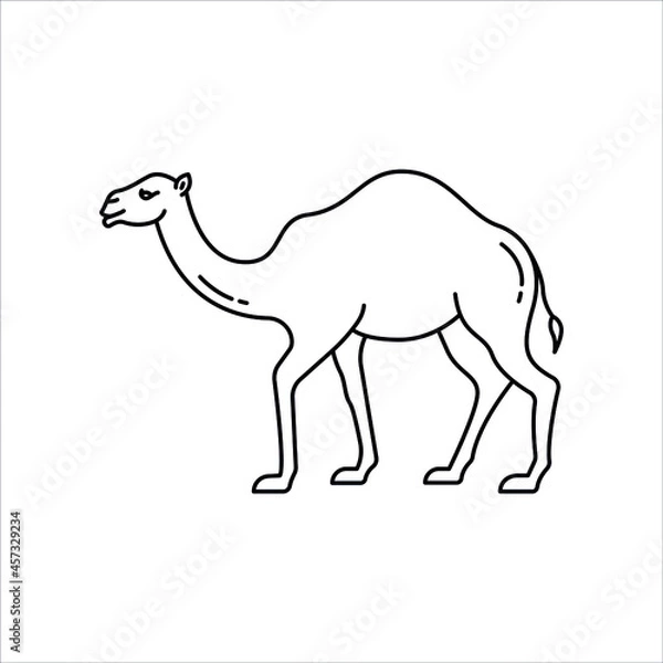 Fototapeta Camel illustration, vector animal line icon