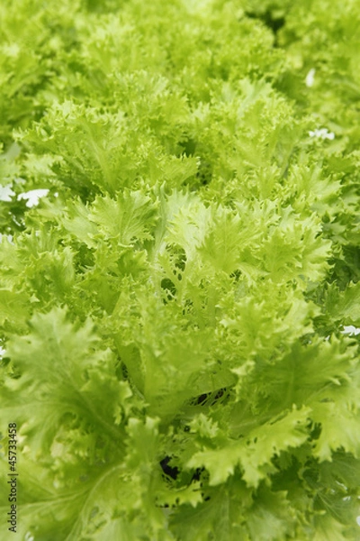 Obraz Lettuce