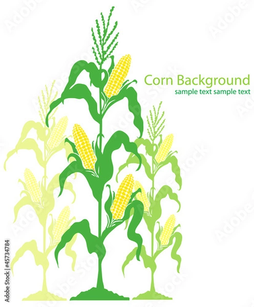 Obraz Corn Stalks Illustration