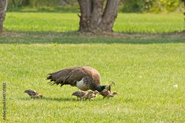 Fototapeta A female peacock (peahen), foraging on a lawn with chicks.