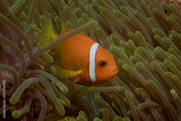 Fototapeta A Maldives anemonefish swimming between the anemone tentacles. Amphiprion nigripes