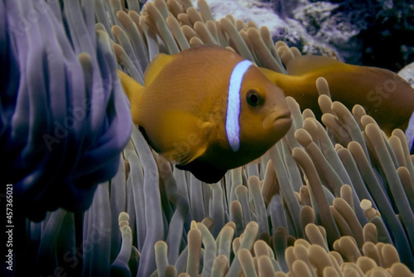 Fototapeta Maldives anemonefishes having protection between the anemone tentacles. Amphiprion nigripes