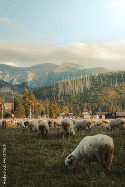 Fototapeta Sheep in mountains
