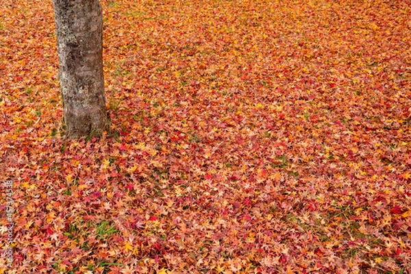 Obraz Ground covered with fallen leaves