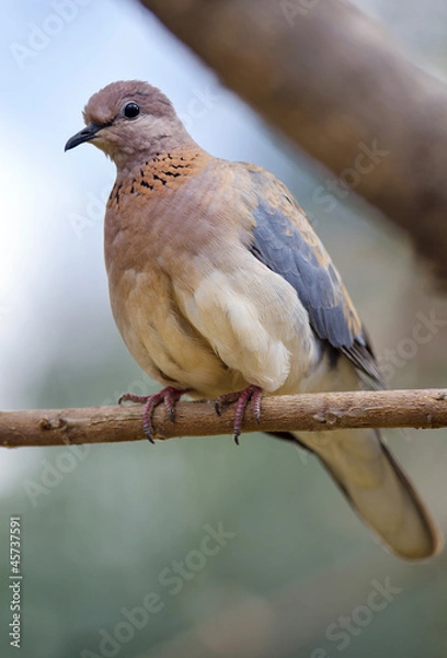 Fototapeta Laughing Dove